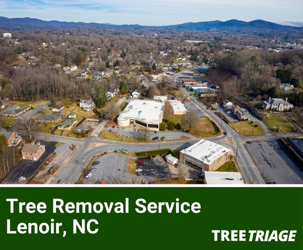 Tree Removal Service Lenoir, NC-1