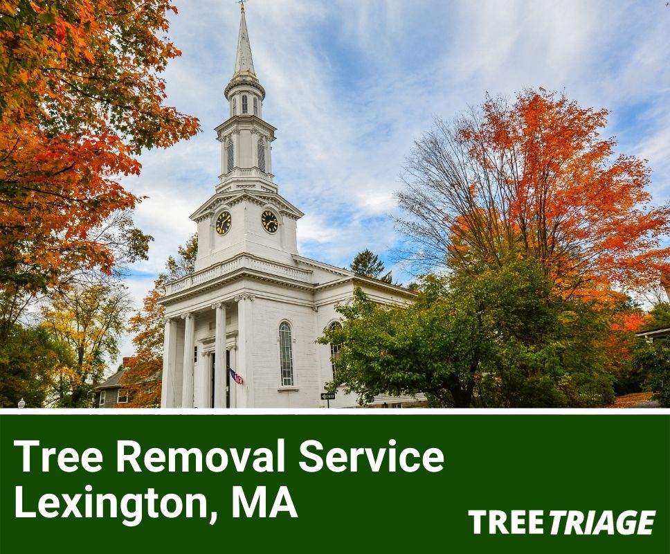 Tree Removal Service Lexington, MA-2