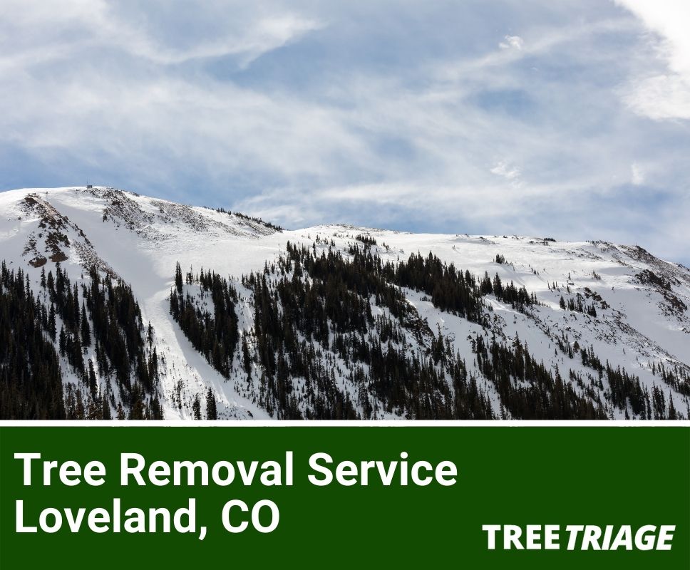 Tree Removal Service Loveland, CO-1