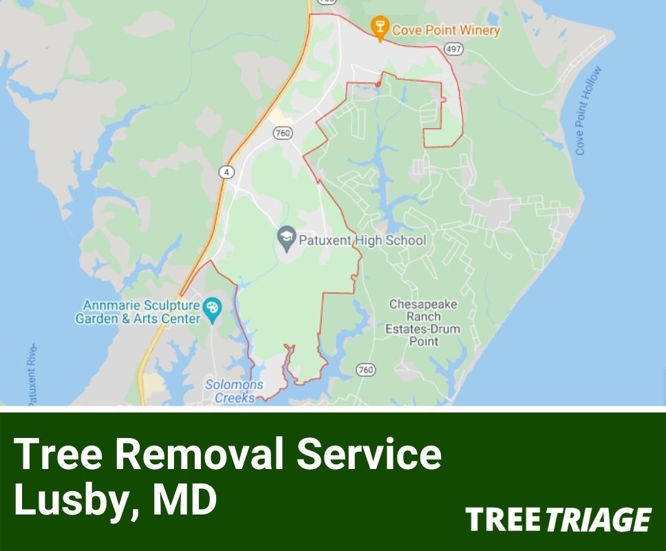Tree Removal Service Lusby, MD-1