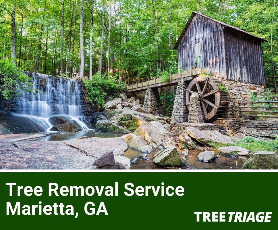 Tree Removal Service Marietta, GA-1