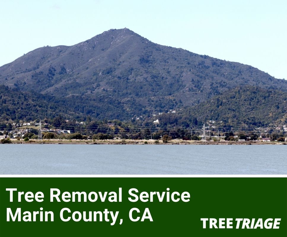 Tree Removal Service Marin County, CA-1