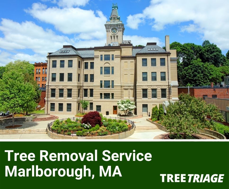 Tree Removal Service Marlborough, MA-1