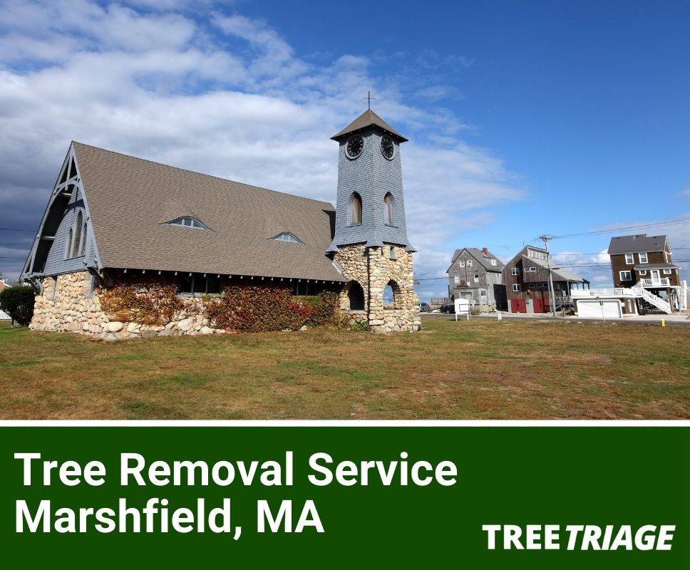 Tree Removal Service Marshfield, MA-1
