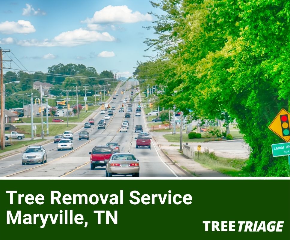 Tree Removal Service Maryville, TN-1