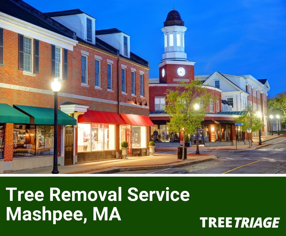 Tree Removal Service Mashpee, MA-1