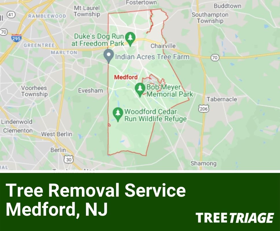 Tree Removal Service Medford, NJ-1