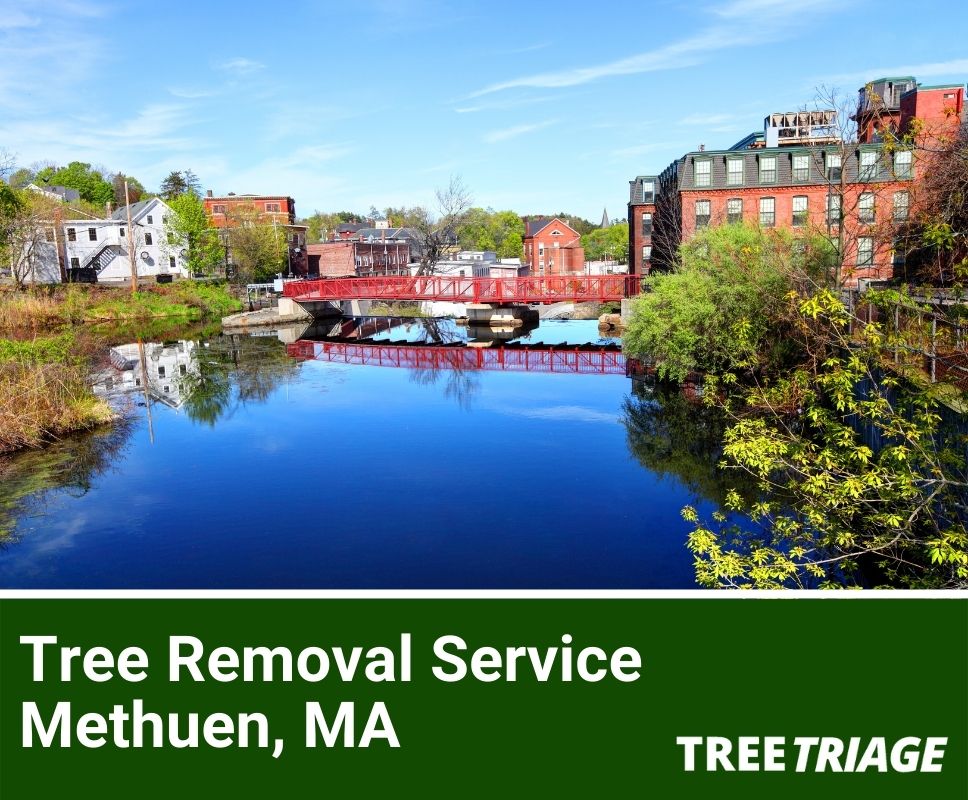 Tree Removal Service Methuen, MA-1