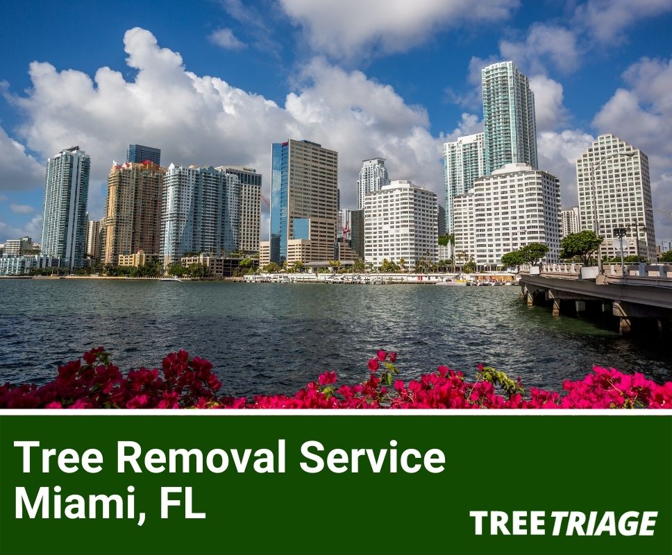 Tree Removal Service Miami, FL-1