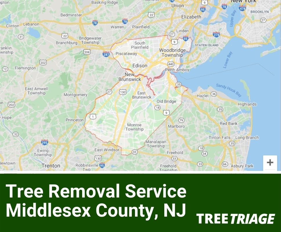 Tree Removal Service Middlesex County, NJ-1