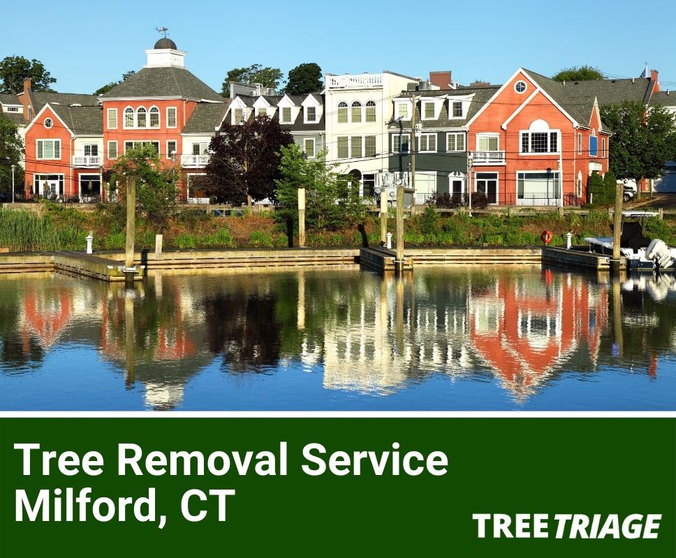 Tree Removal Service Milford, CT-1