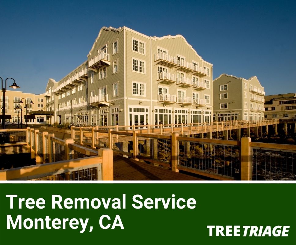 Tree Removal Service Monterey, CA-1