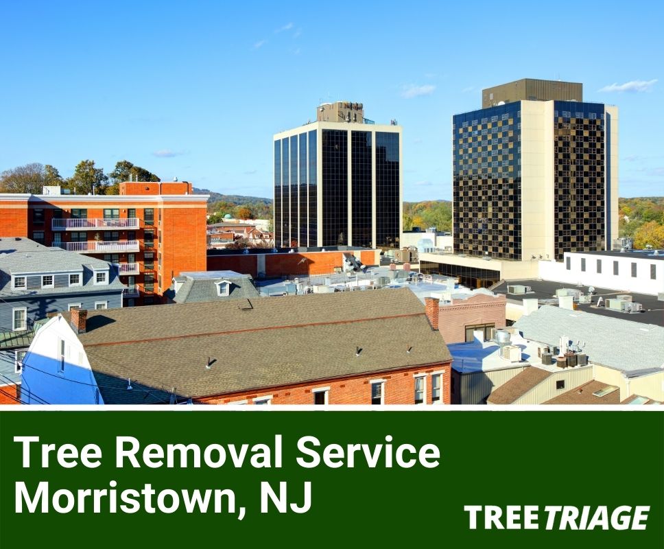 Tree Removal Service Morristown, NJ-1