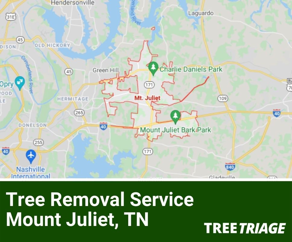 Tree Removal Service Mount Juliet, TN-1