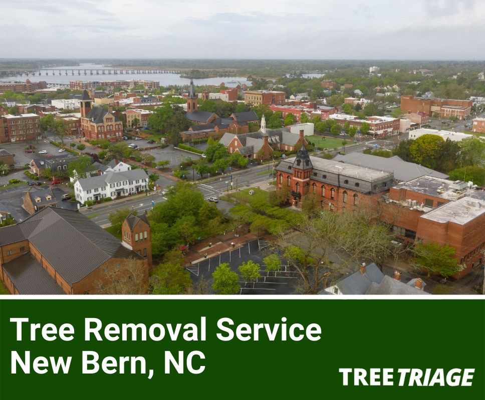 Tree Removal Service New Bern, NC-1