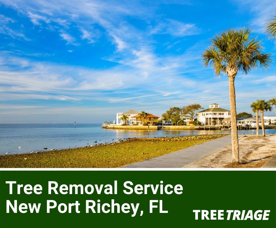 Tree Removal Service New Port Richey, FL-1