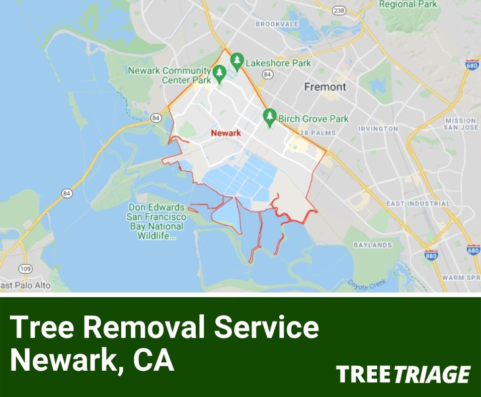Tree Removal Service Newark, CA-1(1)
