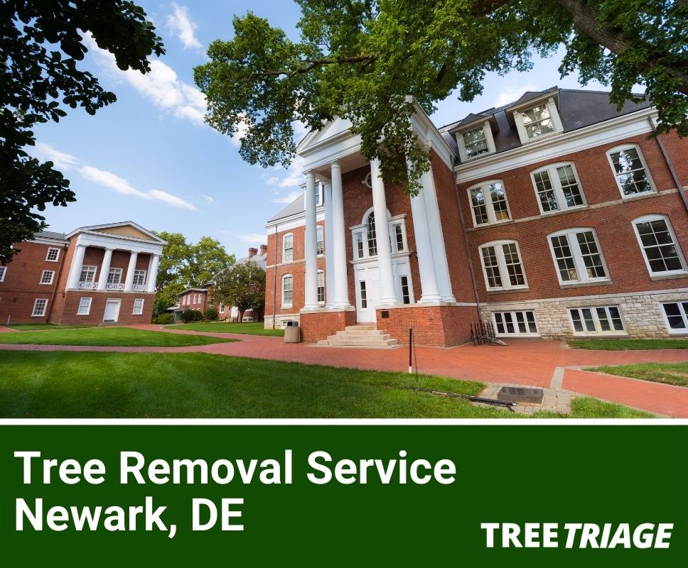 Tree Removal Service Newark, DE-1