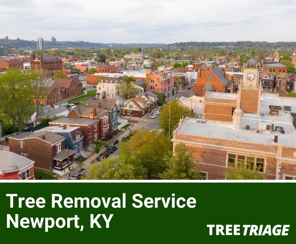 Tree Removal Service Newport, KY-1