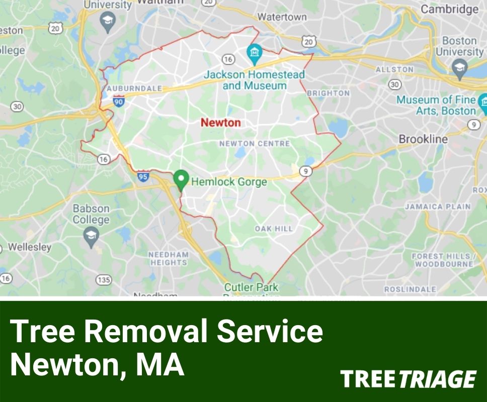 Tree Removal Service Newton, MA-1