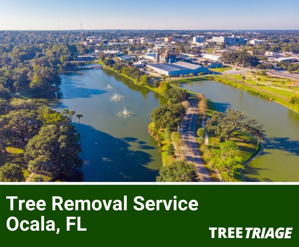 Tree Removal Service Ocala, FL-1