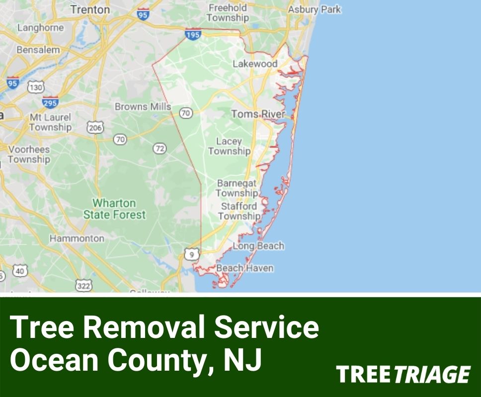 Tree Removal Service Ocean County, NJ-1