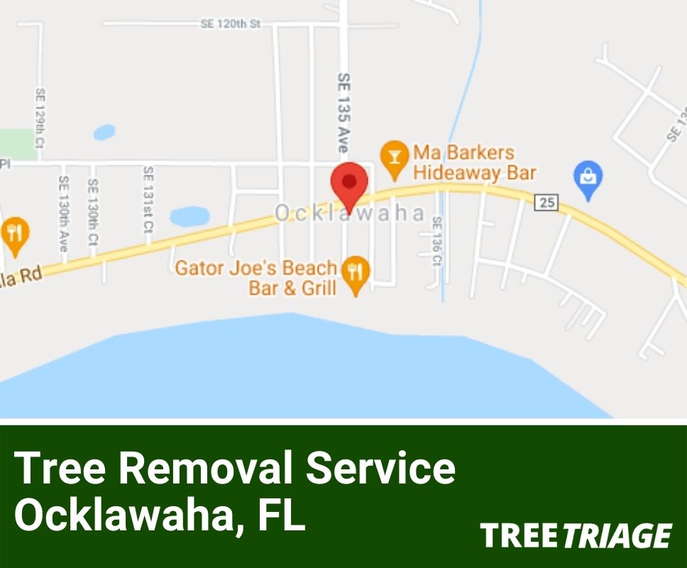Tree Removal Service Ocklawaha, FL-1