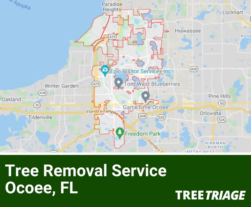 Tree Removal Service Ocoee, FL-1
