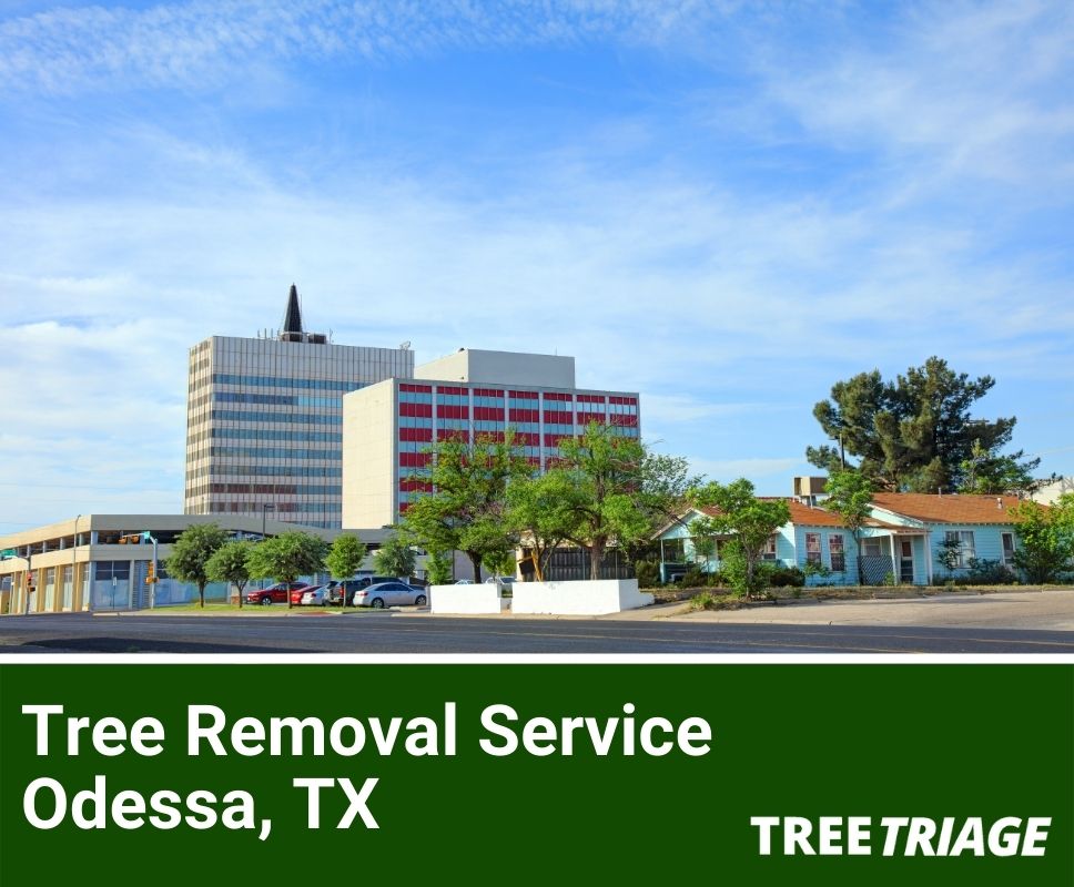 Tree Removal Service Odessa, TX-1