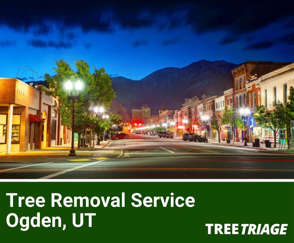 Tree Removal Service Ogden, UT-1
