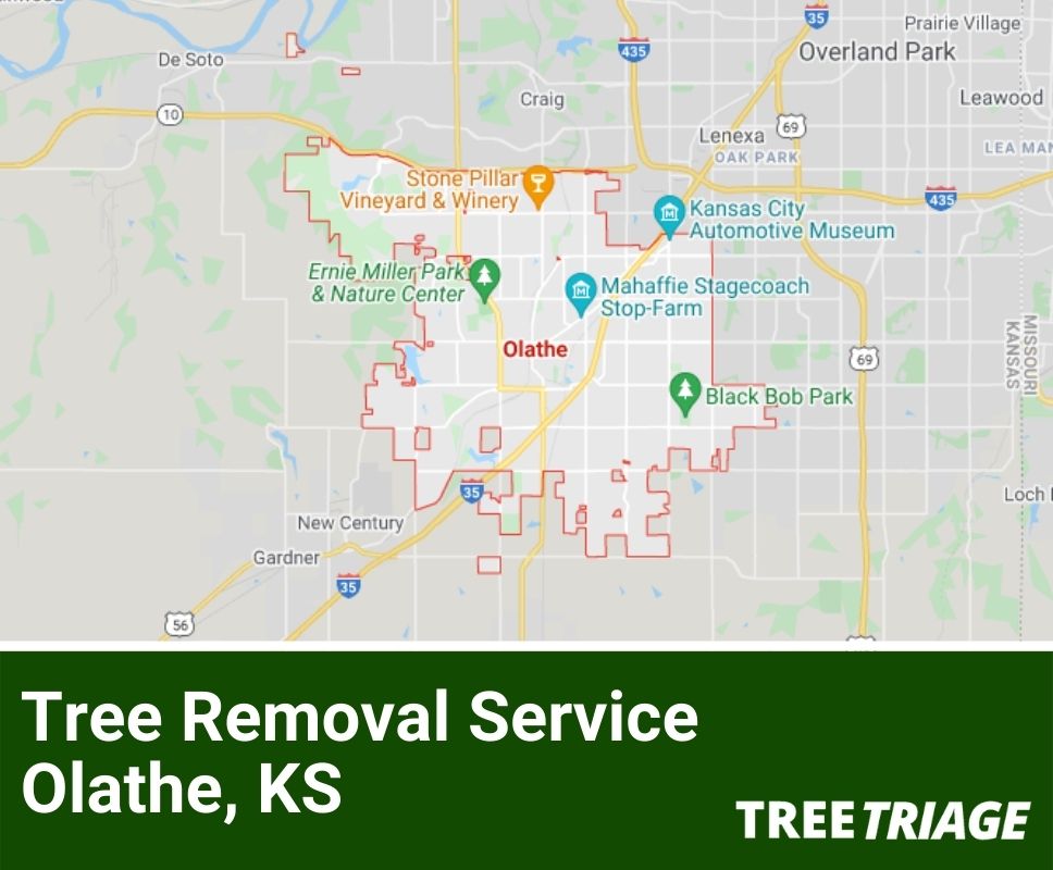 Tree Removal Service Olathe, KS-1