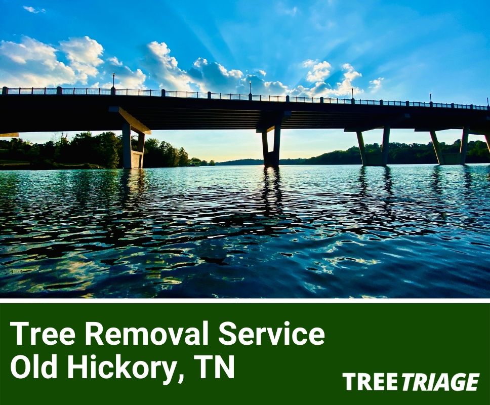 Tree Removal Service Old Hickory, TN-1
