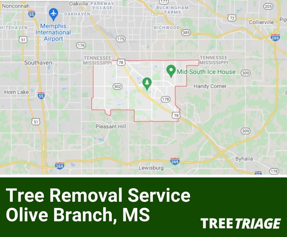 Tree Removal Service Olive Branch, MS-1