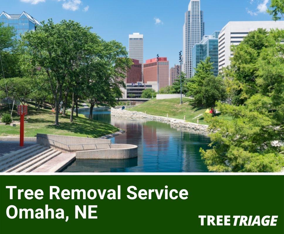 Tree Removal Service Omaha, NE-1