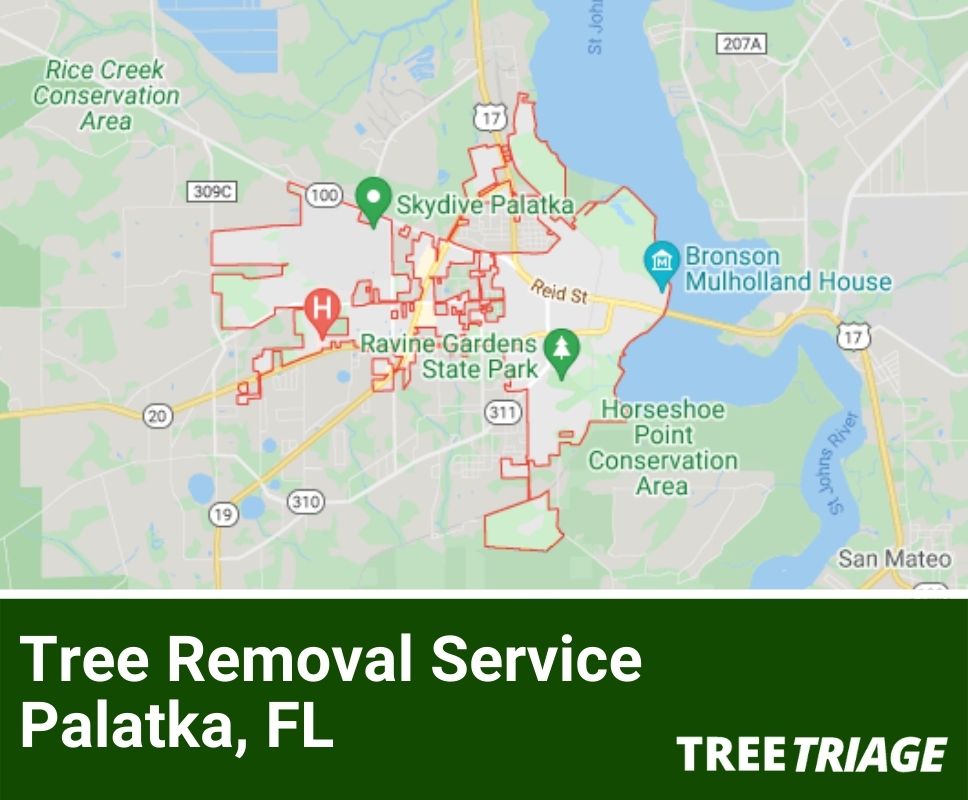 Tree Removal Service Palatka, FL-1