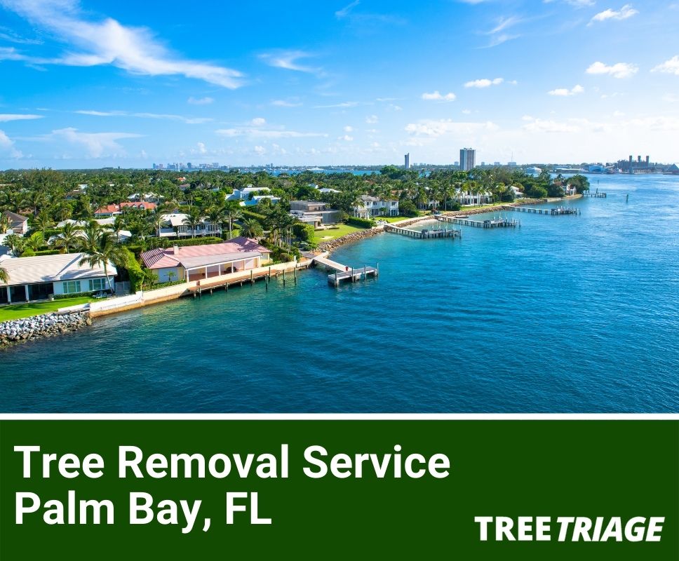 Tree Removal Service Palm Bay, FL-1