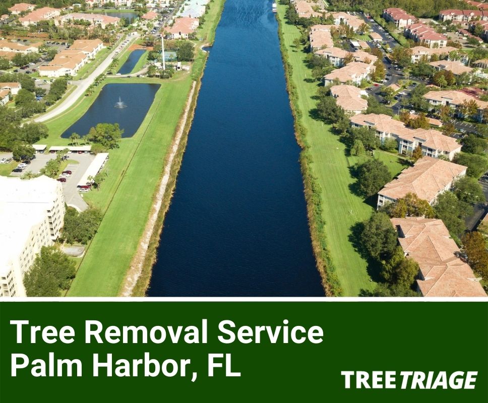 Tree Removal Service Palm Harbor, FL-1
