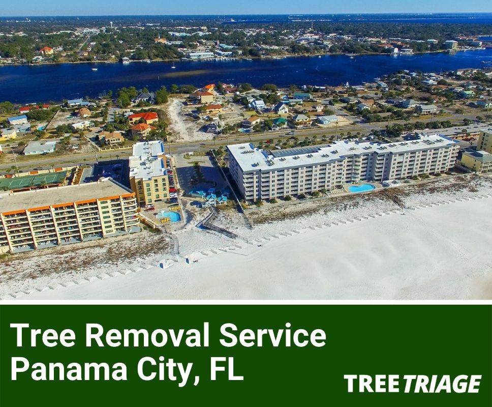 Tree Removal Service Panama City, FL-1