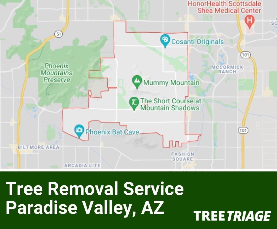 Tree Removal Service Paradise Valley, AZ-1