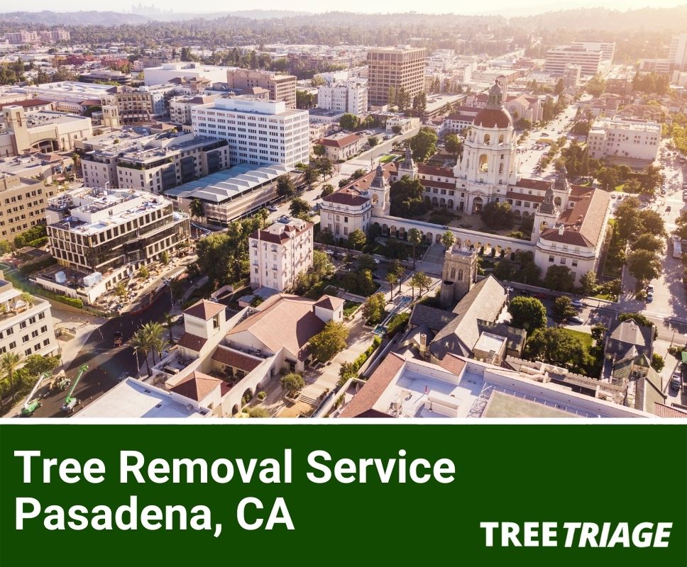 Tree Removal Service Pasadena, CA-1