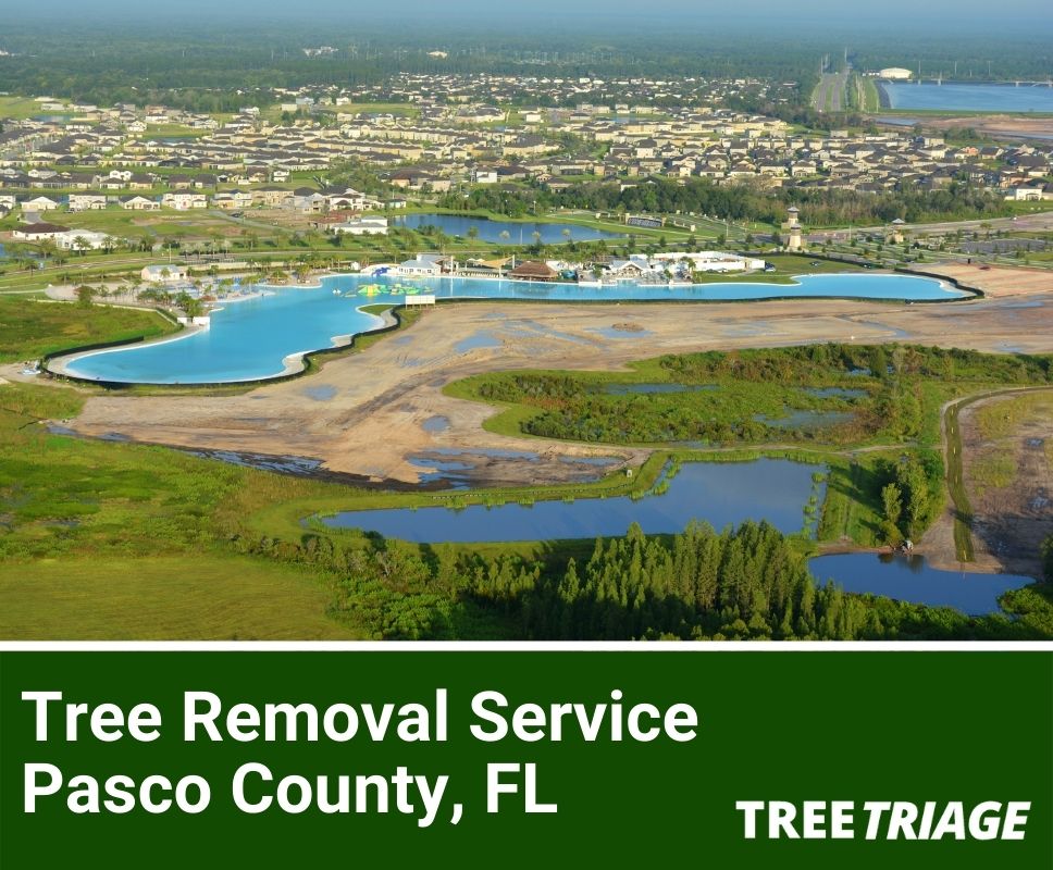 Tree Removal Service Pasco County, FL-1