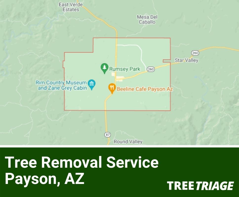 Tree Removal Service Payson, AZ-1
