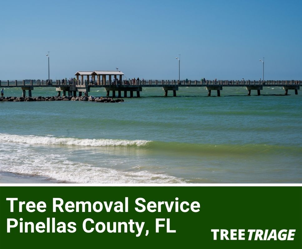 Tree Removal Service Pinellas County, FL-1