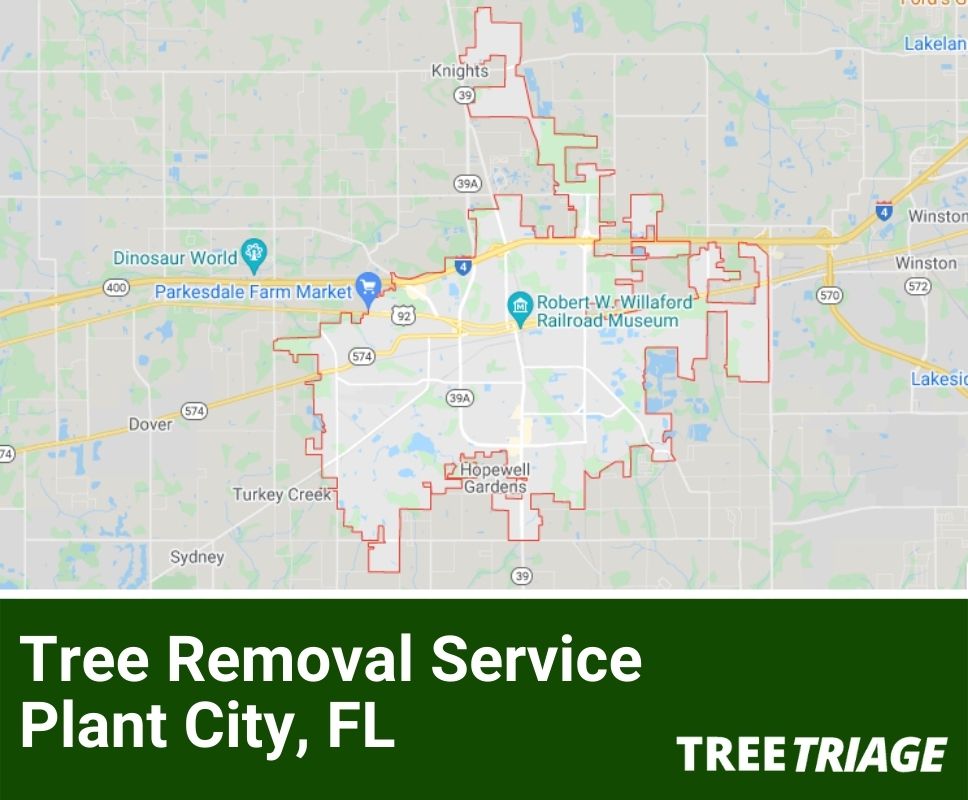 Tree Removal Service Plant City, FL-1