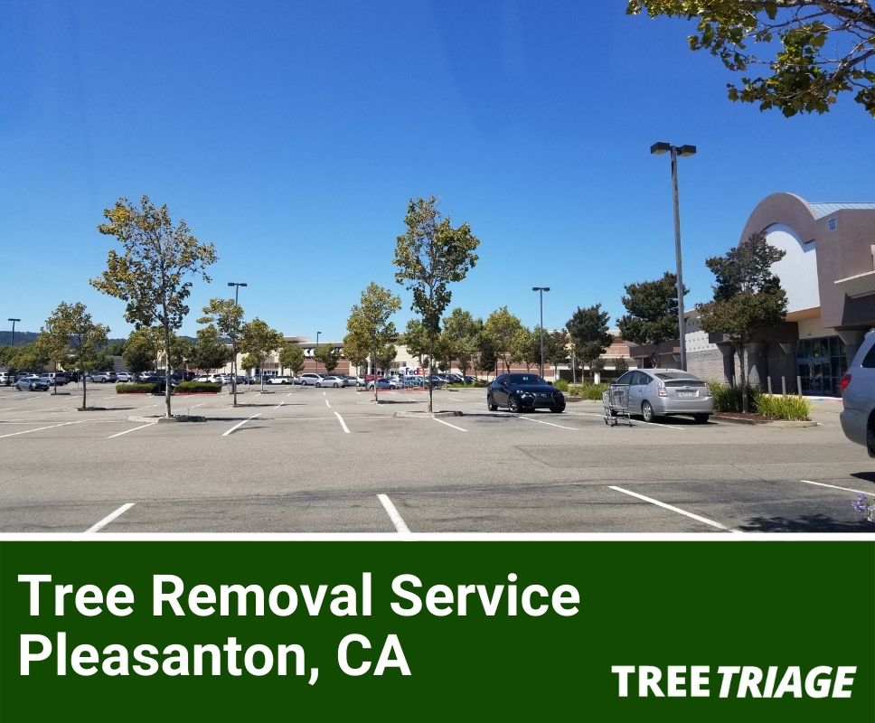 Tree Removal Service Pleasanton, CA-1