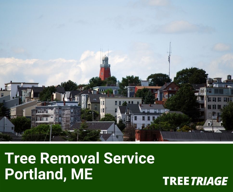 Tree Removal Service Portland, ME-1