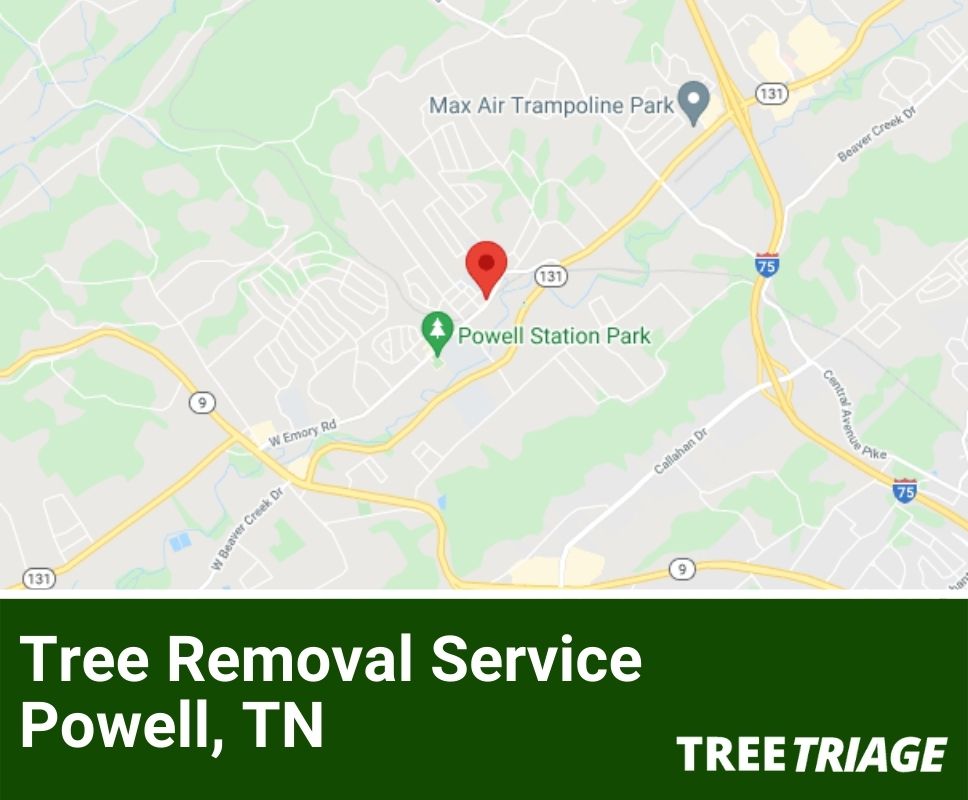 Tree Removal Service Powell, TN-1
