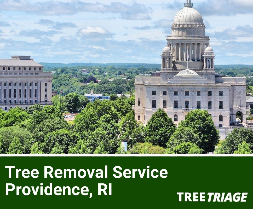Tree Removal Service Providence, RI-1