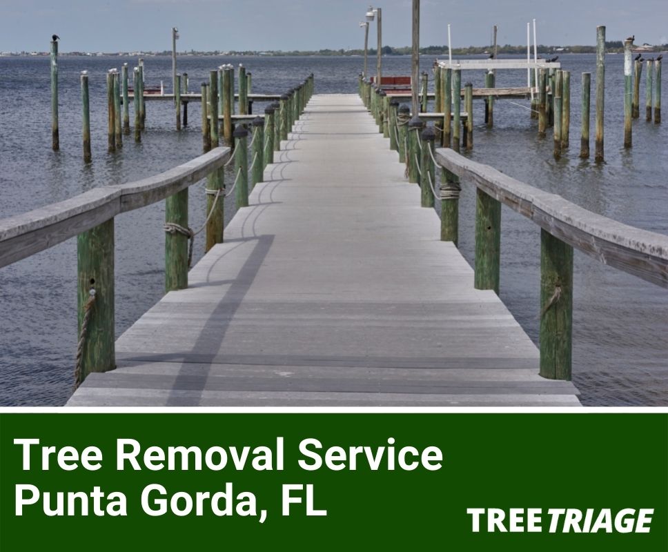 Tree Removal Service Punta Gorda, FL-1