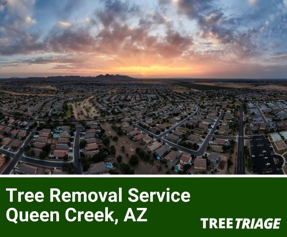 Tree Removal Service Queen Creek, AZ-2